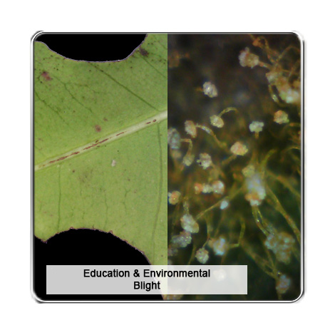 Vitiny VT300-O กล้องไมโครสโคป (สีส้ม) Vitiny VT300-O กล้องไมโครสโคป (สีส้ม)